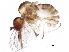  (Pieza - BIOUG07451-C04)  @14 [ ] CreativeCommons - Attribution (2015) CBG Photography Group Centre for Biodiversity Genomics