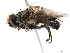  (Pelecotheca Malaise2436 - BIOUG07449-G05)  @13 [ ] CreativeCommons - Attribution (2019) CBG Photography Group Centre for Biodiversity Genomics