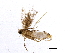  (malaiseGraci01 Malaise2572 - BIOUG07456-C12)  @12 [ ] CreativeCommons - Attribution (2014) CBG Photography Group Centre for Biodiversity Genomics