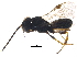  (Chelonus josefernandeztrianai - BIOUG07458-A09)  @13 [ ] CreativeCommons - Attribution (2015) CBG Photography Group Centre for Biodiversity Genomics