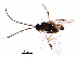  (Diolcogaster Choi77 - BIOUG07458-D05)  @14 [ ] CreativeCommons - Attribution (2016) CBG Photography Group Centre for Biodiversity Genomics