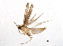  (malaiseGraci01 Malaise1822 - BIOUG07552-E02)  @12 [ ] CreativeCommons - Attribution (2014) CBG Photography Group Centre for Biodiversity Genomics