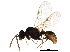  (Rogeria - BIOUG07614-D10)  @15 [ ] CreativeCommons - Attribution (2016) CBG Photography Group Centre for Biodiversity Genomics