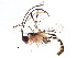  (banMalaise01 - BIOUG07617-H06)  @15 [ ] CreativeCommons - Attribution (2015) CBG Photography Group Centre for Biodiversity Genomics