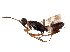  (Eupelminae - BIOUG07618-D02)  @15 [ ] CreativeCommons - Attribution (2016) CBG Photography Group Centre for Biodiversity Genomics