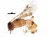  (Phanerotoma eldarayae - BIOUG07919-D03)  @13 [ ] CreativeCommons - Attribution (2015) CBG Photography Group Centre for Biodiversity Genomics