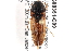  (Monocrepidius belti - BIOUG08351-C09)  @14 [ ] CreativeCommons - Attribution (2014) CBG Photography Group Centre for Biodiversity Genomics