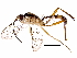  (cryptJanzen01 Malaise1286 - BIOUG08078-C10)  @14 [ ] CreativeCommons - Attribution (2016) CBG Photography Group Centre for Biodiversity Genomics