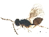  ( - BIOUG08264-C03)  @13 [ ] CreativeCommons - Attribution (2015) CBG Photography Group Centre for Biodiversity Genomics