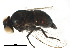  (Melanagromyza sp. Mit-4 - BIOUG08270-H06)  @14 [ ] CreativeCommons - Attribution (2015) CBG Photography Group Centre for Biodiversity Genomics