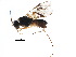  (Nealiolus Malaise7810 - BIOUG08275-A01)  @14 [ ] CreativeCommons - Attribution (2015) CBG Photography Group Centre for Biodiversity Genomics