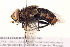  ( - BIOUG08352-D10)  @13 [ ] CreativeCommons - Attribution (2014) CBG Photography Group Centre for Biodiversity Genomics