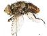 ( - BIOUG08352-E02)  @13 [ ] CreativeCommons - Attribution (2019) CBG Photography Group Centre for Biodiversity Genomics