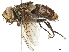  ( - BIOUG08352-E04)  @13 [ ] CreativeCommons - Attribution (2019) CBG Photography Group Centre for Biodiversity Genomics