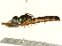  ( - BIOUG08352-E06)  @13 [ ] CreativeCommons - Attribution (2014) CBG Photography Group Centre for Biodiversity Genomics