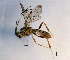  (ctenoMalaise01 Malaise4334 - BIOUG08538-H06)  @14 [ ] CreativeCommons - Attribution (2014) CBG Photography Group Centre for Biodiversity Genomics