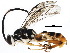  (ichneuMalaise01 Malaise6099 - BIOUG08539-F04)  @15 [ ] CreativeCommons - Attribution (2015) CBG Photography Group Centre for Biodiversity Genomics