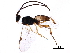  (Promicrogaster liagrantae - BIOUG08583-E08)  @14 [ ] CreativeCommons - Attribution (2016) CBG Photography Group Centre for Biodiversity Genomics