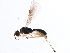  (Heterospilus Malaise3085 - BIOUG08768-D12)  @14 [ ] CreativeCommons - Attribution (2015) CBG Photography Group Centre for Biodiversity Genomics