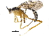  (crypMalaise01 Malaise6921 - BIOUG08906-E06)  @15 [ ] CreativeCommons - Attribution (2015) CBG Photography Group Centre for Biodiversity Genomics