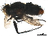  ( - BIOUG08906-G06)  @11 [ ] CreativeCommons - Attribution (2019) CBG Photography Group Centre for Biodiversity Genomics