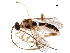  ( - BIOUG08911-B11)  @13 [ ] CreativeCommons - Attribution (2017) CBG Photography Group Centre for Biodiversity Genomics