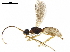  (Hormiinae - BIOUG09074-A10)  @15 [ ] CreativeCommons - Attribution (2019) CBG Photography Group Centre for Biodiversity Genomics