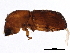  (Xyleborus affinis - BIOUG09075-F01)  @13 [ ] CreativeCommons - Attribution (2017) CBG Photography Group Centre for Biodiversity Genomics
