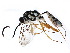  (crypMalaise01 Malaise7293 - BIOUG09433-B01)  @15 [ ] CreativeCommons - Attribution (2015) CBG Photography Group Centre for Biodiversity Genomics
