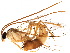  (Enicospilus liesneri - BIOUG09433-G02)  @14 [ ] CreativeCommons - Attribution (2015) CBG Photography Group Centre for Biodiversity Genomics