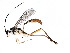  (crypMalaise01 Malaise3673 - BIOUG09433-G12)  @15 [ ] CreativeCommons - Attribution (2015) CBG Photography Group Centre for Biodiversity Genomics