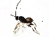  (Dolichogenidea puschendorfi - BIOUG09441-G08)  @13 [ ] CreativeCommons - Attribution (2015) CBG Photography Group Centre for Biodiversity Genomics