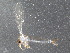  (Dampfomyia - BIOUG09815-G07)  @12 [ ] CreativeCommons - Attribution (2015) CBG Photography Group Centre for Biodiversity Genomics