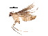  (malaiseGraci01 Malaise6525 - BIOUG10011-A11)  @12 [ ] CreativeCommons - Attribution (2015) CBG Photography Group Centre for Biodiversity Genomics