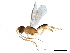 ( - BIOUG10016-H08)  @13 [ ] CreativeCommons - Attribution (2019) CBG Photography Group Centre for Biodiversity Genomics