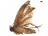  ( - BIOUG17496-F03)  @12 [ ] CreativeCommons - Attribution (2020) CBG Photography Group Centre for Biodiversity Genomics