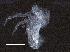  ( - BIOUG36146-B05)  @11 [ ] CreativeCommons - Attribution (2018) CBG Photography Group Centre for Biodiversity Genomics