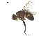  ( - BIOUG17496-E01)  @11 [ ] CreativeCommons - Attribution (2019) CBG Photography Group Centre for Biodiversity Genomics