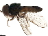  (Verrallia sp. ON2 - BIOUG36273-F06)  @11 [ ] CreativeCommons - Attribution (2018) CBG Photography Group Centre for Biodiversity Genomics