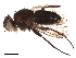  ( - BIOUG17568-A08)  @11 [ ] CreativeCommons - Attribution (2019) CBG Photography Group Centre for Biodiversity Genomics