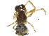  ( - BIOUG27726-H04)  @11 [ ] CreativeCommons - Attribution (2017) CBG Photography Group Centre for Biodiversity Genomics
