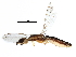  (Micropeza lateralis - BIOUG28195-D08)  @11 [ ] CreativeCommons - Attribution (2016) CBG Photography Group Centre for Biodiversity Genomics