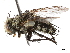  ( - BIOUG18040-D08)  @14 [ ] CreativeCommons - Attribution (2019) CBG Photography Group Centre for Biodiversity Genomics