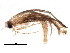  (ereMalaise7985 - BIOUG18228-G09)  @13 [ ] CreativeCommons - Attribution (2015) CBG Photography Group Centre for Biodiversity Genomics