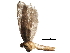  (Acrolepiopsis californica - BIOUG28871-A01)  @14 [ ] CreativeCommons - Attribution (2016) CBG Photography Group Centre for Biodiversity Genomics