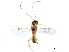  ( - BIOUG17575-C11)  @13 [ ] CreativeCommons - Attribution (2019) CBG Photography Group Centre for Biodiversity Genomics