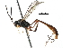  (Nesomesochorinae - BIOUG30310-B09)  @14 [ ] CreativeCommons - Attribution (2016) CBG Photography Group Centre for Biodiversity Genomics