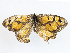  ( - CBG-A14967-A01)  @11 [ ] CreativeCommons - Attribution Share - Alike (2023) CBG Photography Group Centre for Biodiversity Genomics