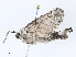  ( - CBG-A14967-D11)  @11 [ ] CreativeCommons - Attribution Share - Alike (2023) CBG Photography Group Centre for Biodiversity Genomics