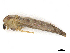  ( - CBG-A14967-H11)  @11 [ ] CreativeCommons - Attribution Share - Alike (2023) CBG Photography Group Centre for Biodiversity Genomics